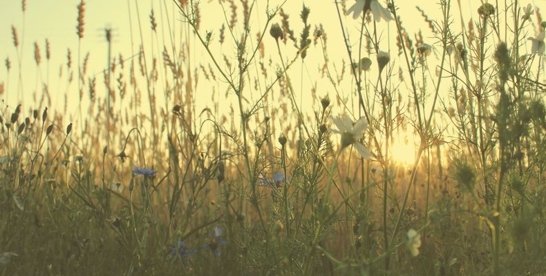 flower field