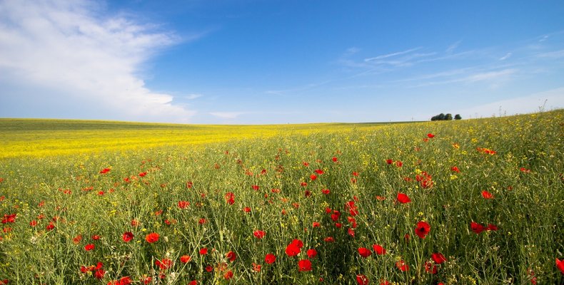 flower field