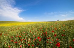 flower field